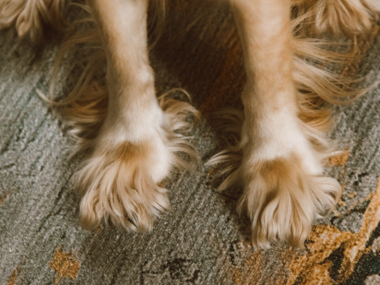 Why does my dog have cheesy feet?